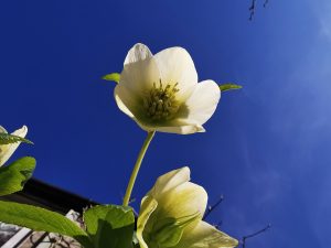 Cream flower blue sky
